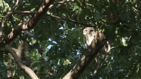 Spotted owlet in nest Stock Footage 81424488