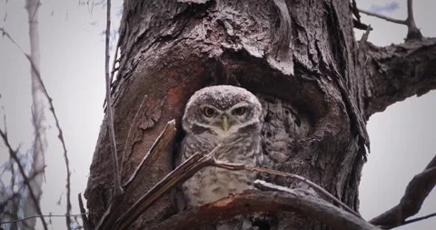 Spotted Owlet peeking from tree hollow in forest Vidéo 332415964