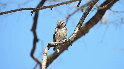 Spotted owlet perched on a dry branch in sunny weather Vídeo Stock 341845606