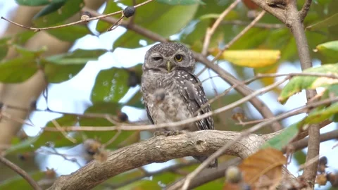 Spotted owlet perched on tree branch amidst green leaves with eyes Stock Footage 272467538