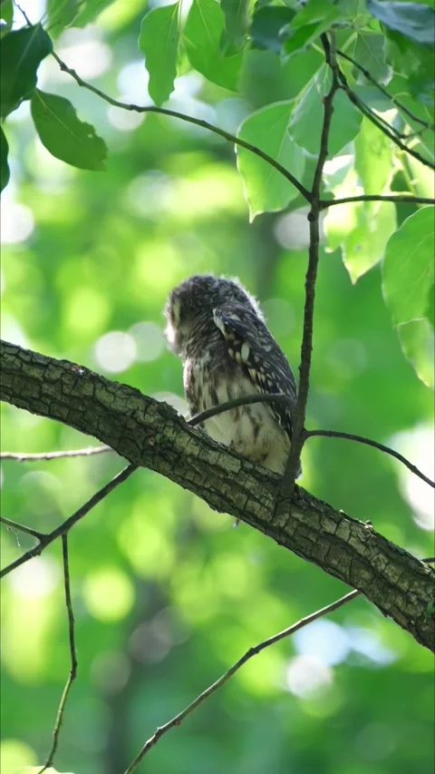 Spotted Owlet perched on a tree branch with lush green leaves background 스톡 동영상 331110469