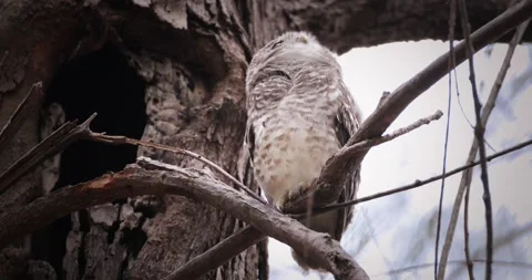 Spotted owlet perched on tree branch near nesting hollow 库存影片 335468239
