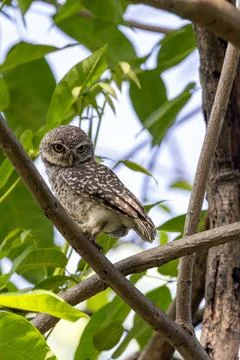 Spotted Owlet Perched on a Tree Branch Stock Photos