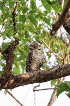 Spotted Owlet perching on a tree branch in forest park 库存照片