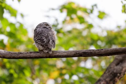Spotted Owlet perching on a tree branch in forest park 写真素材