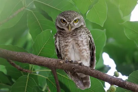 Spotted Owlet perching on a tree branch in forest park 库存照片
