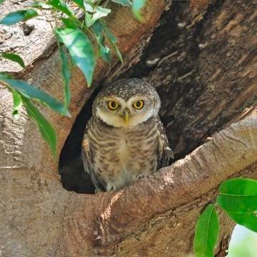Spotted owlet Stock Photos