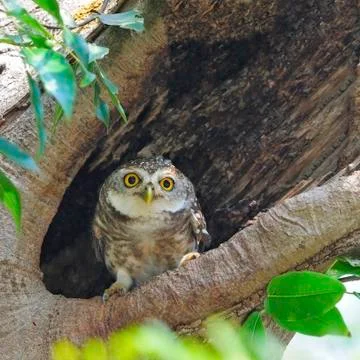 Spotted owlet Stock Photos