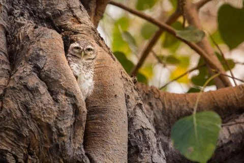Spotted owlet Stock Photos