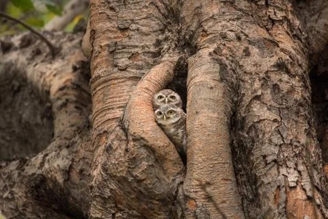 Spotted owlet Stock Photos