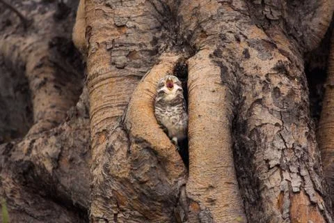 Spotted owlet Stock Photos
