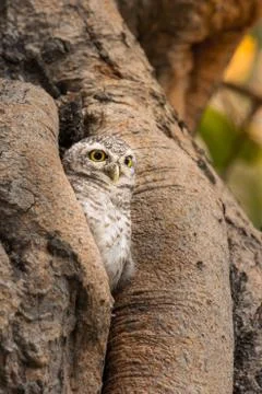 Spotted owlet Stock Photos