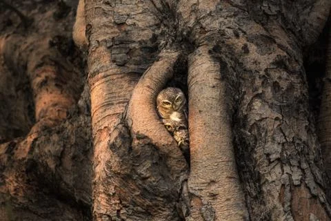 Spotted owlet Stock Photos