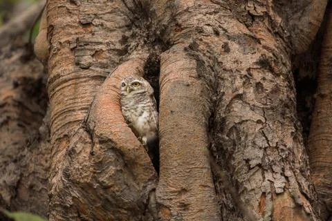 Spotted owlet Stock Photos