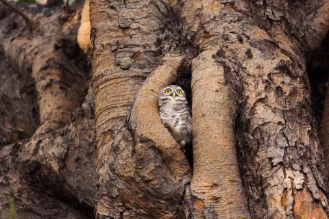 Spotted owlet Stock Photos