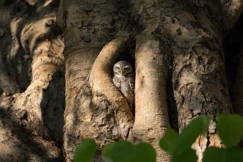 Spotted owlet Stock Photos