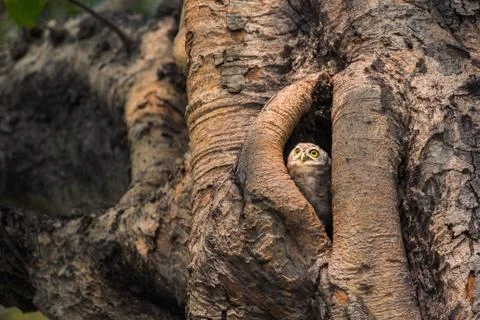 Spotted owlet Stock Photos