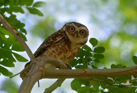 Spotted owlet Foto stock