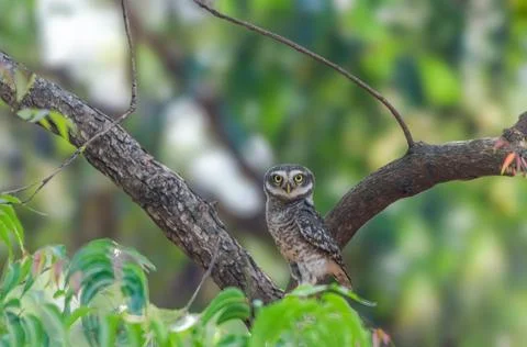 Spotted Owlet Stock Photos