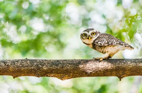 Spotted Owlet Stock Photos