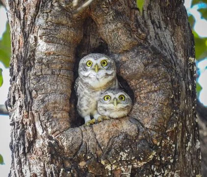 Spotted Owlet Stock Photos