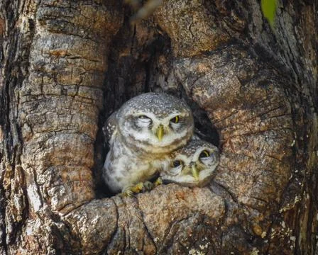 Spotted Owlet Stock Photos