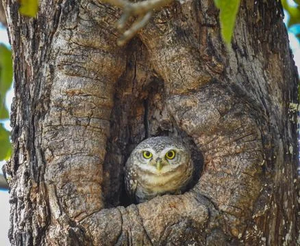 Spotted Owlet Stock Photos