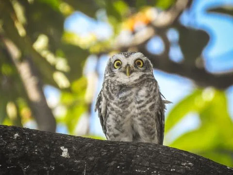 Spotted Owlet Stock Photos