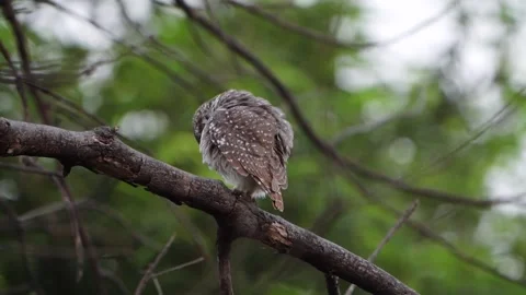 Spotted owlet preening Stock Footage 258025190