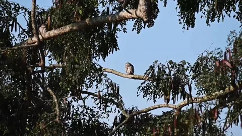 Spotted owlet scratching its neck in Kaziranga national park Stock Footage 260900649