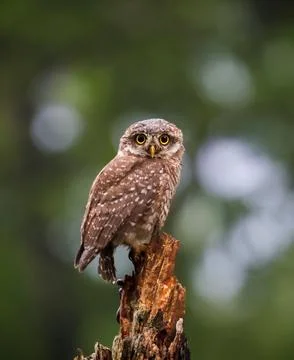 A spotted owlet sitting on a dead tree in a foggy forest. 库存照片