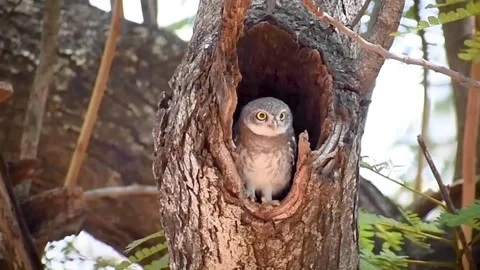 Spotted owlet sitting inside tree hollow and watching Stock Footage 310929805