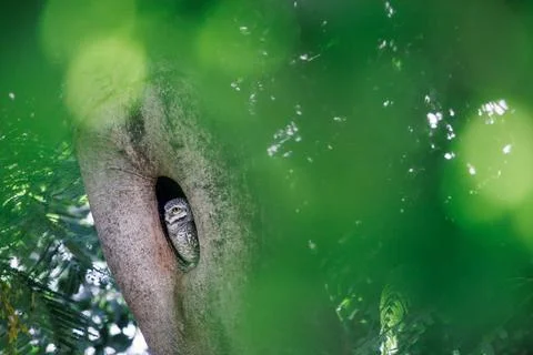 Spotted Owlet, standing in hollow tree nest in forest park Stock-Fotos