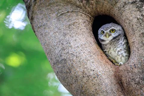 Spotted Owlet standing in hollow tree nest in forest park Stock Photos