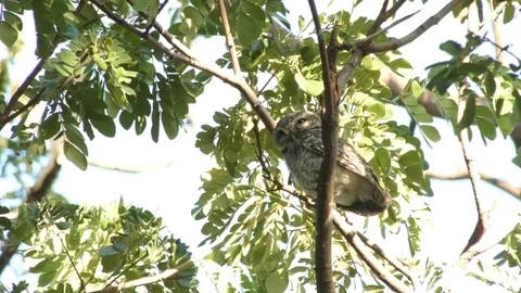 Spotted owlet on a tree branch Stock Footage 81424289