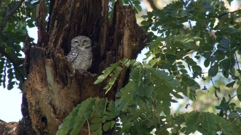 Spotted owlet on a tree branch Stock Footage 81424366