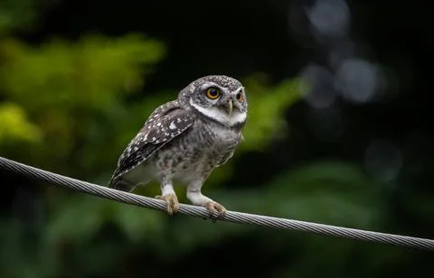 Spotted Owlet on Wire - Profile View 스톡 사진
