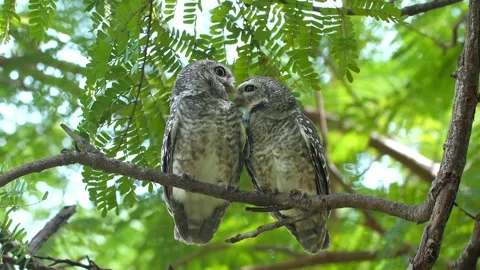 Spotted Owlets perched on tree branch preening each other in daylight Video stock 333048565