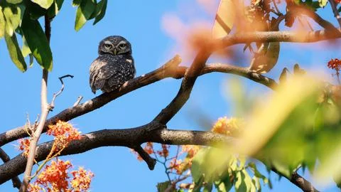 Spotted Owlets perching on tree branch in forest park Stock Photos