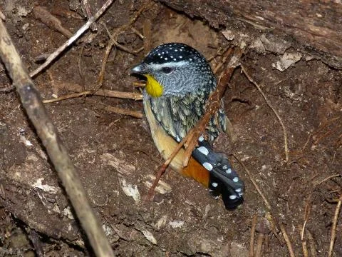 Spotted Pardalote Stock Photos