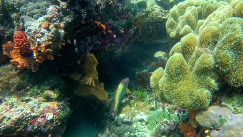 A spotted parrotfish darts between corals. 動画素材 288096326