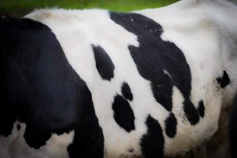 Spotted pattern of dairy cows Stock Photos