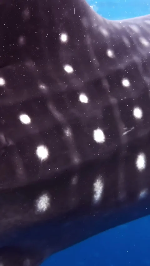 Spotted Patterns of a Whale Shark Swimming Underneath Vibrant Blue Waters Stock Footage 336662660