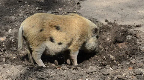 Spotted pig broken up in the ground Stock Footage 23625034