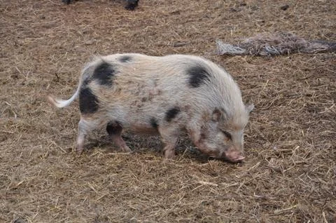 Spotted pig Stock Photos