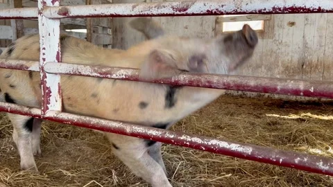 Spotted Pig Rubbing Head and Body Against Metal Barn Gate Stock Footage 346977573