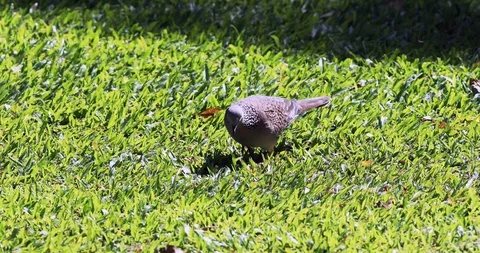 Spotted pigeon feeds on the grass Stock Footage