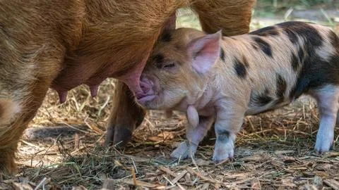 Spotted Piglet Nursing Stock Photos