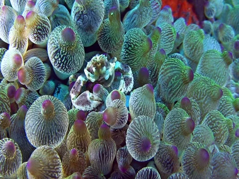 Spotted porcelain crab catching food and walking on sea anemone Stock Footage
