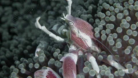 Spotted porcelain crab Stock Footage 341298329